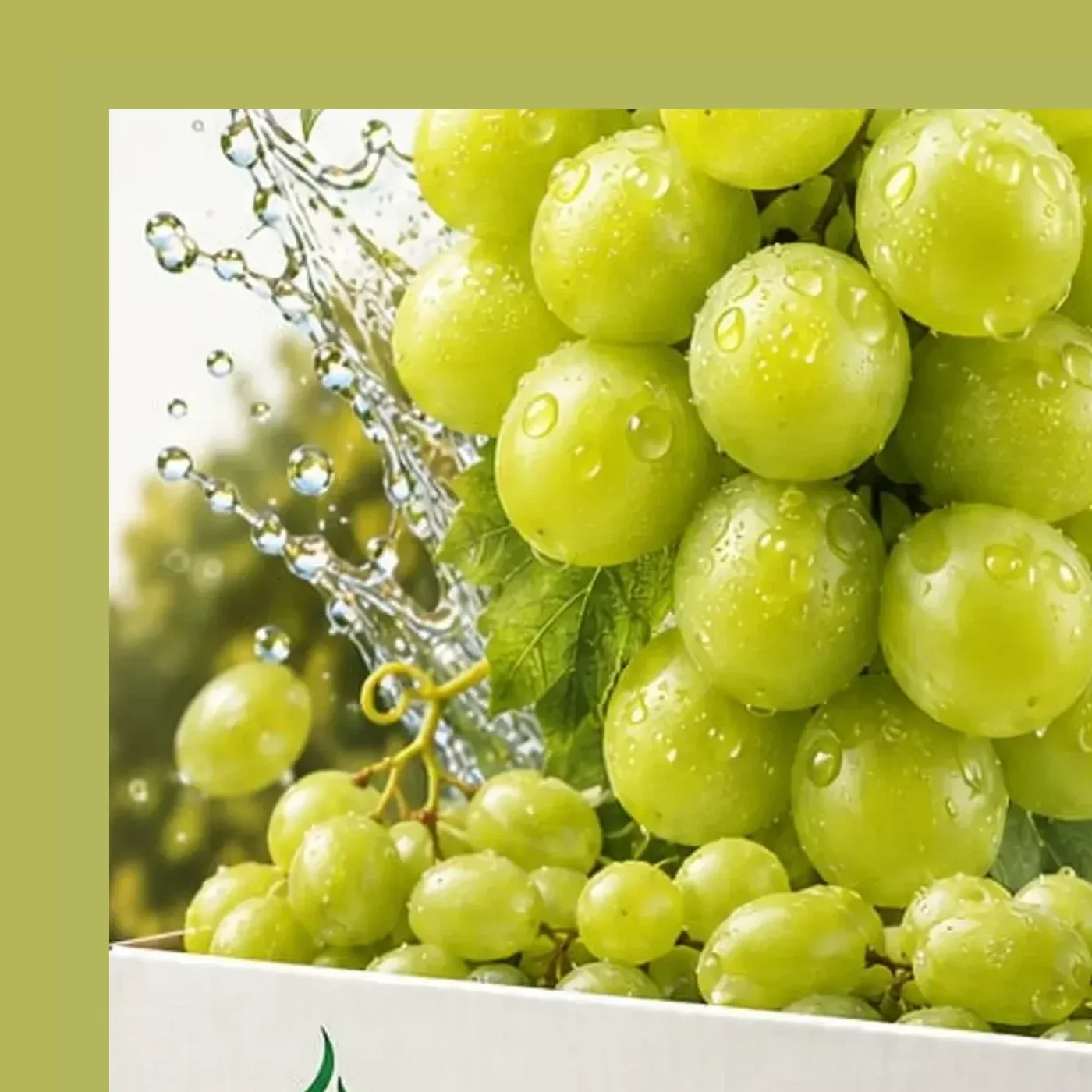 Fresh Table Grapes